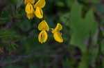 Scotch broom